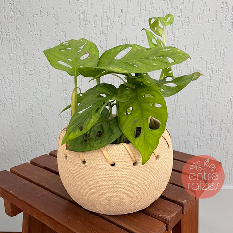 Monstera adansonii