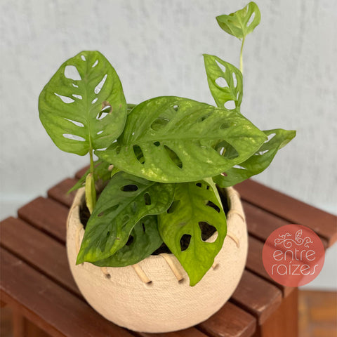 Monstera adansonii + cestinha em cimento P