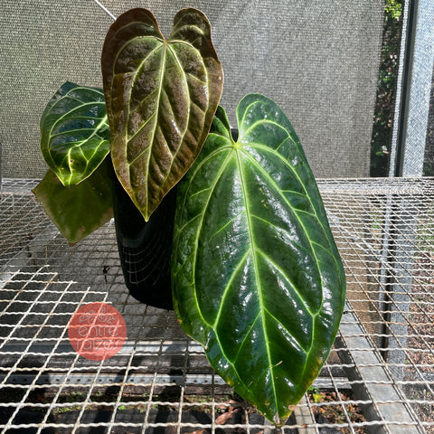 Anthurium Besseae aff.
