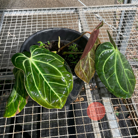 Anthurium Besseae aff.