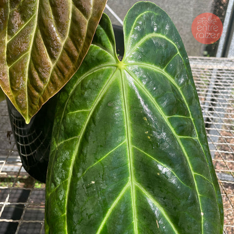 Anthurium Besseae aff.