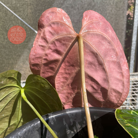 Anthurium Besseae aff.