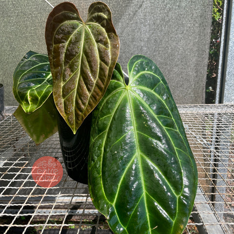 Anthurium Besseae aff.