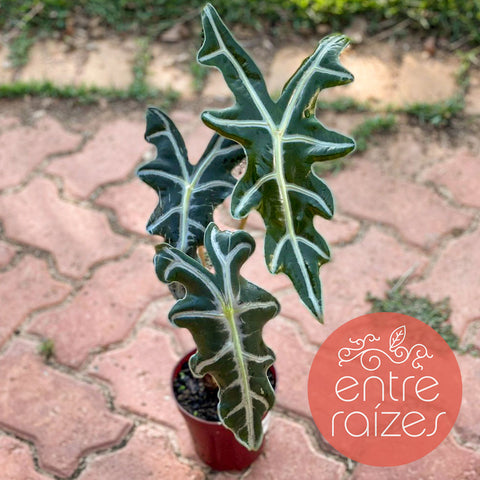 Alocasia nobilis