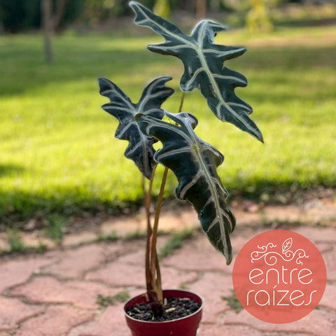 Alocasia nobilis