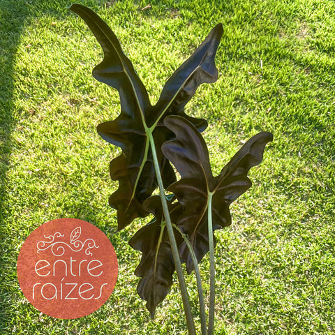 Alocasia nobilis