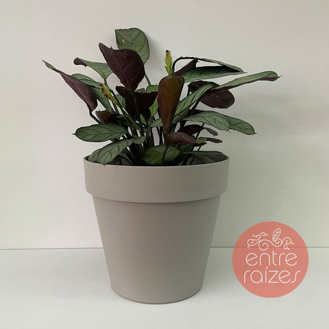 Calathea amagris + vasinho off white
