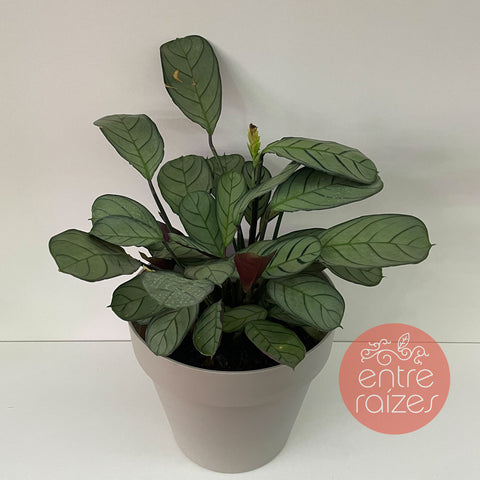 Calathea amagris + vasinho off white