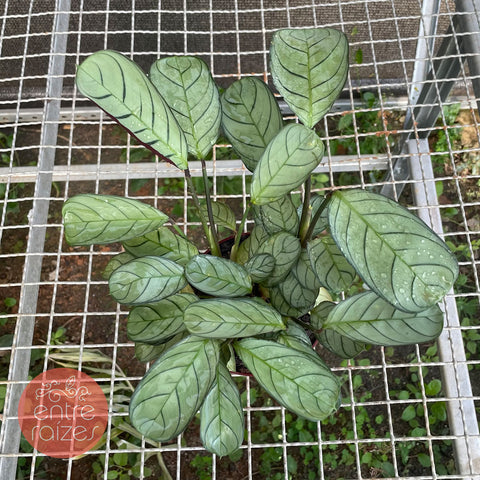 calathea amargis