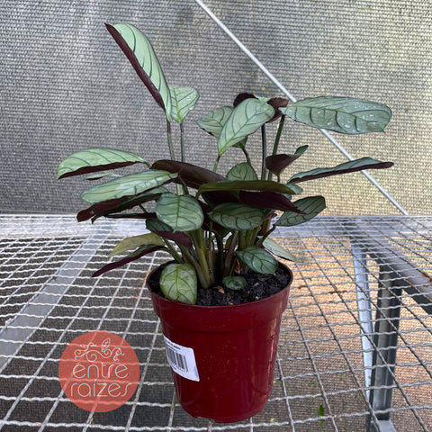 Calathea amagris
