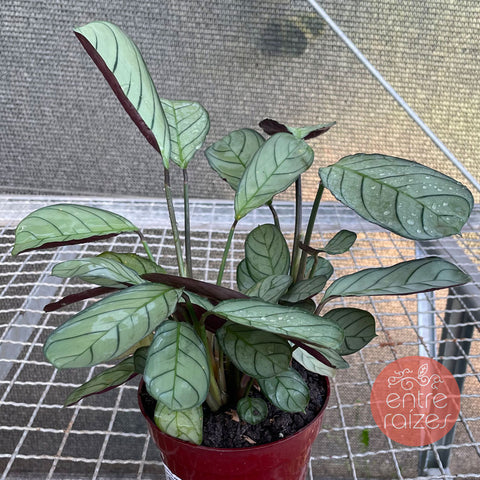 Calathea amagris