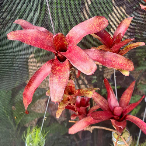 Neoregelia ampullacea red