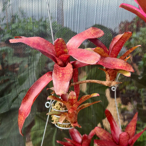 Neoregelia ampullacea red