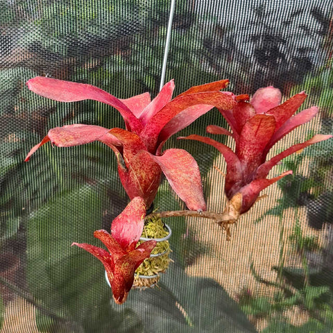 Neoregelia ampullacea red
