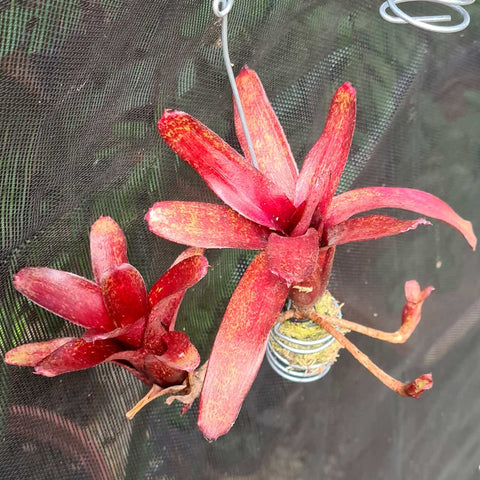 Neoregelia ampullacea red