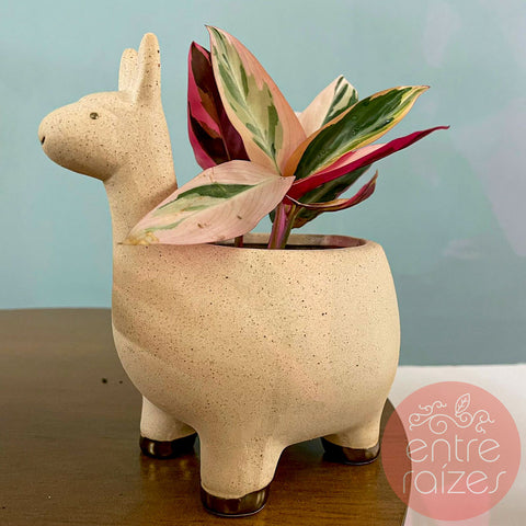 Conjunto animais com mini calatheas