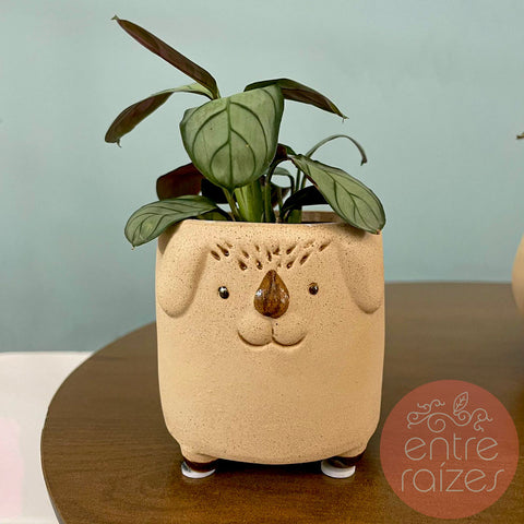 Conjunto animais com mini calatheas
