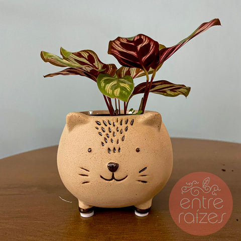 Conjunto animais com mini calatheas