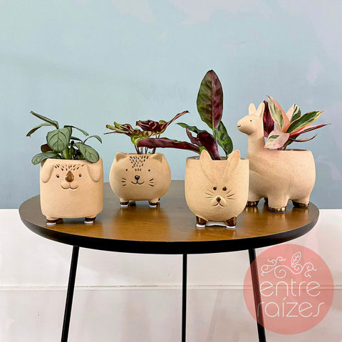 Conjunto animais com mini calatheas