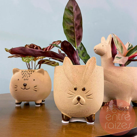 Conjunto animais com mini calatheas