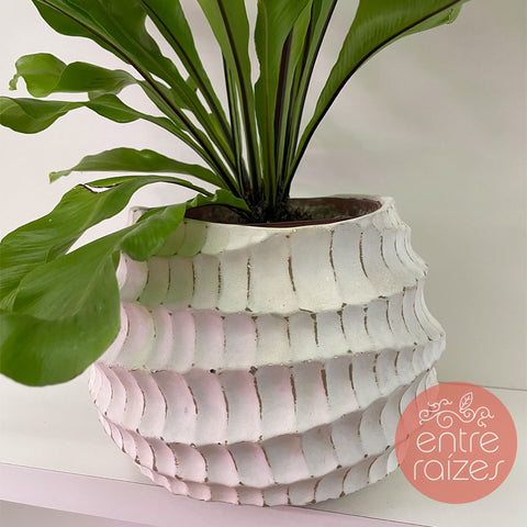Asplenium nidus + cachepot design