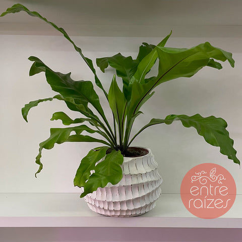 asplenium nidus