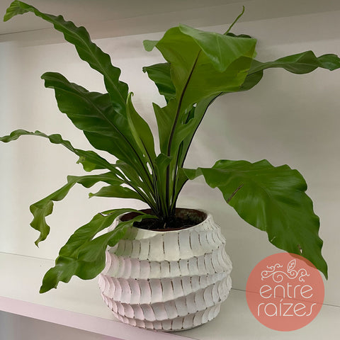 Asplenium nidus + cachepot design