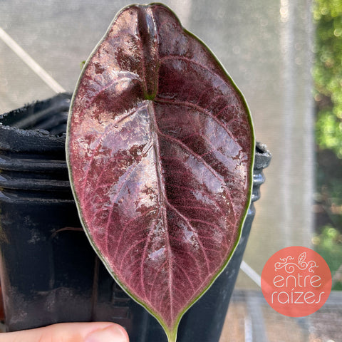 Alocasia azlanii