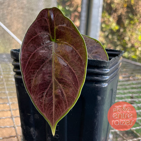 Alocasia azlanii