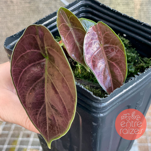 Alocasia azlanii