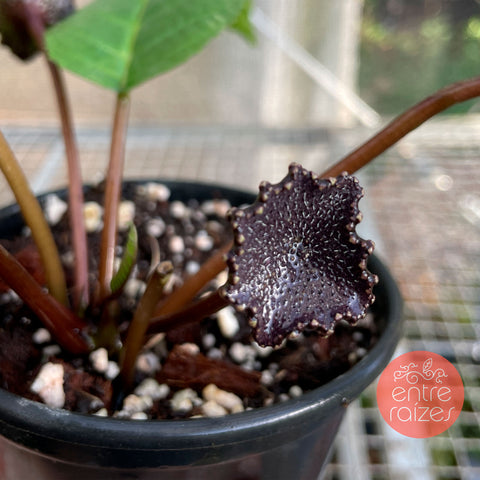 Dorstenia Bahiensis
