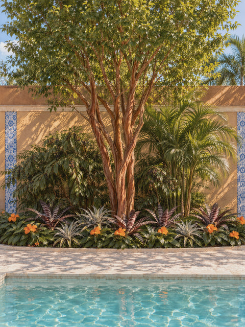 Paisagismo com plantas nativas brasileiras da Entre Raízes: cambuí-de-tronco-canelado, guamirim, bacaba-de-touceira, Orthophytum, Dyckia e costus-inflamado