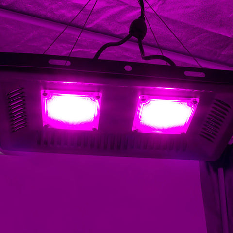 Painel COB LED 100w - Red & Blue