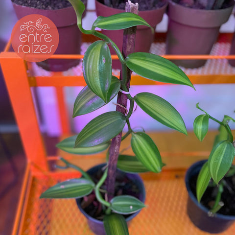 orquidea baunilha p