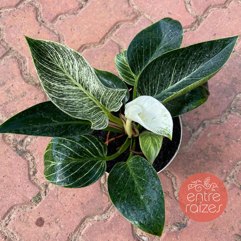 Philodendron birkin