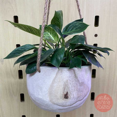 philodendron birkin