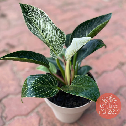Philodendron birkin