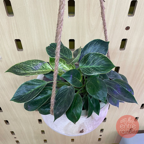 Philodendron birkin + cachepot pendente