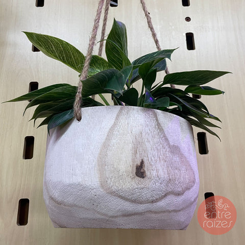 Philodendron birkin + cachepot pendente