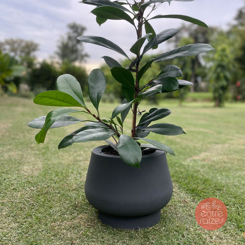 Ficus cyathistipula + vaso bojuda cinza