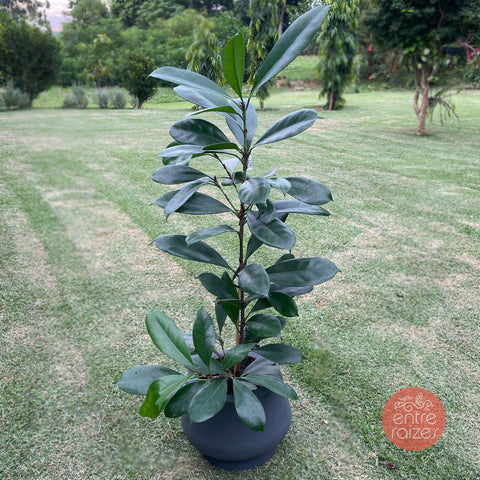 Ficus cyathistipula + vaso bojuda cinza