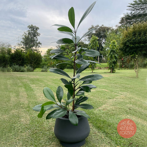 Ficus cyathistipula + vaso bojuda cinza