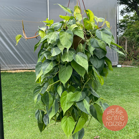 Philodendron hederaceum 'Brasil'