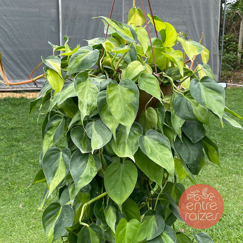 Philodendron hederaceum 'Brasil'