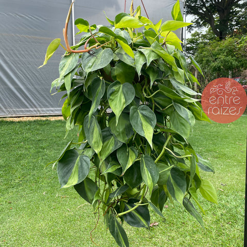 Philodendron hederaceum 'Brasil'
