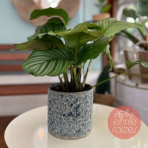 Vaso carol azul
