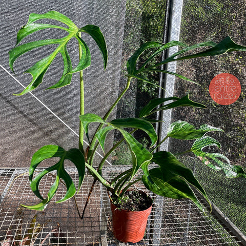 Monstera 'Burle Marx's Flame' - Grande