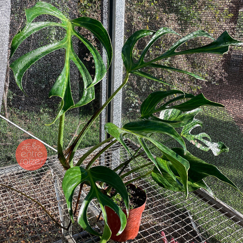 Monstera 'Burle Marx's Flame' - Grande
