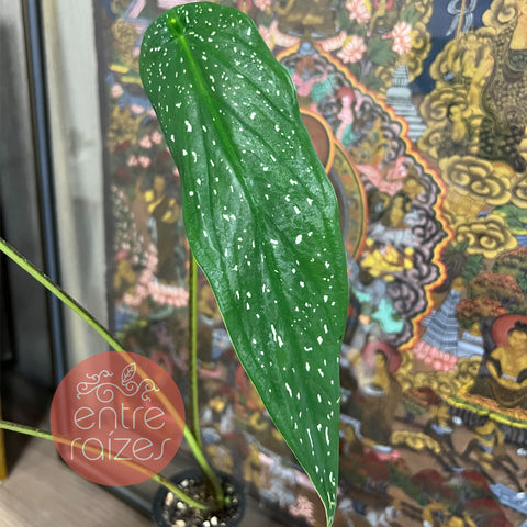 Caladium palaciosii