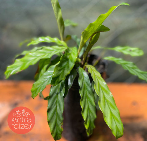 Calathea sp. 'cascavel azul'